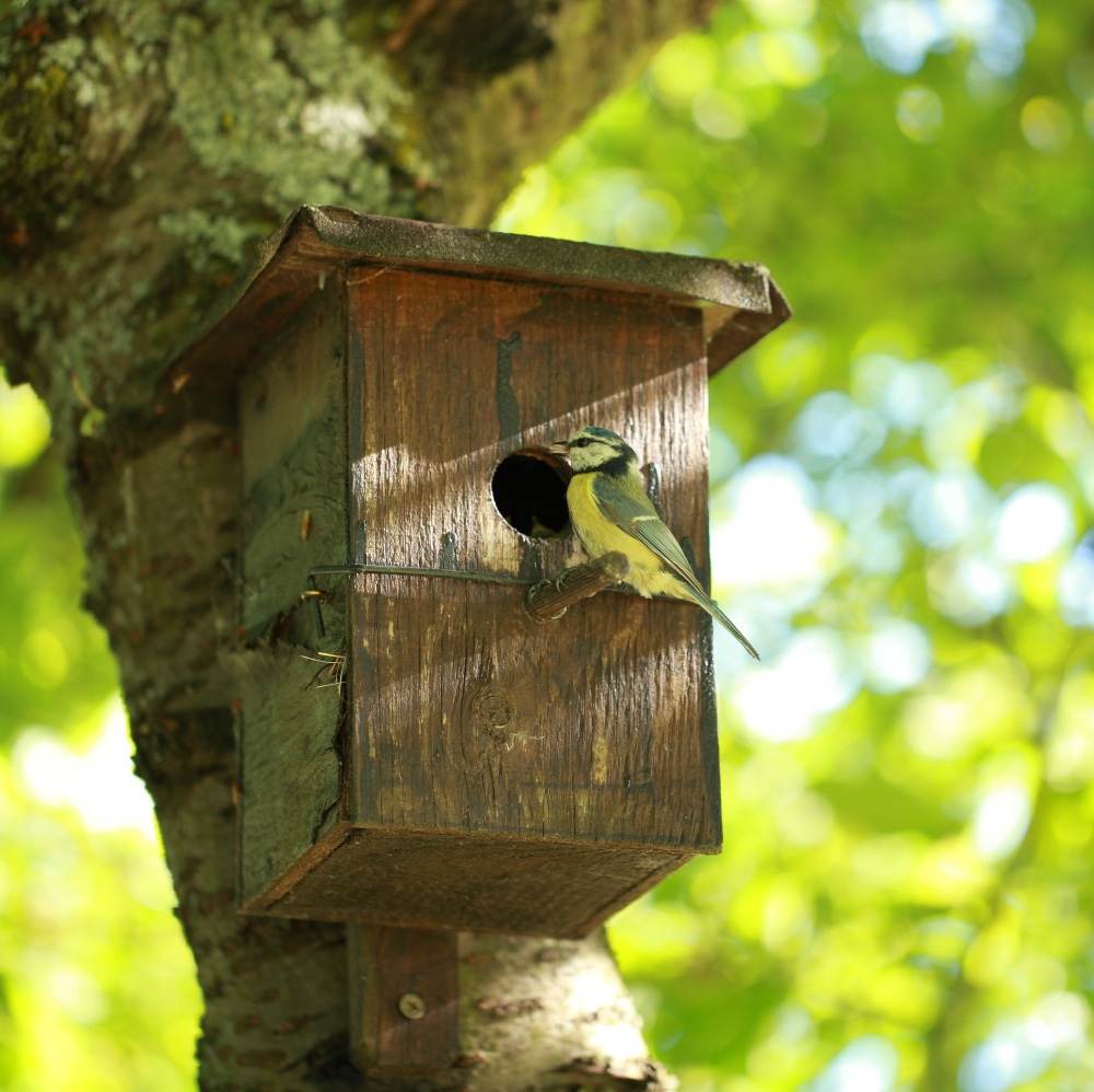 un nichoir dans un arbre