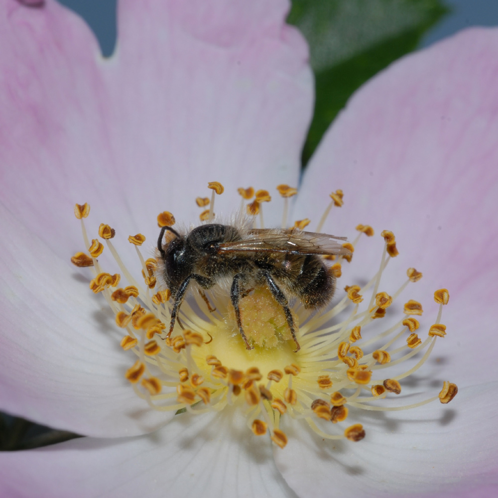 Gros plan sur une abeille maçonne