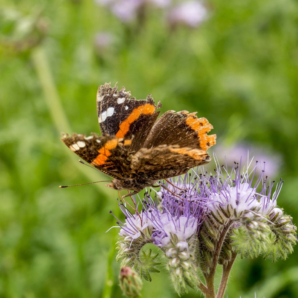 Papillon dans un pré fleuri