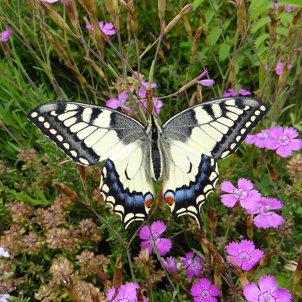 Papillon sur une fleur