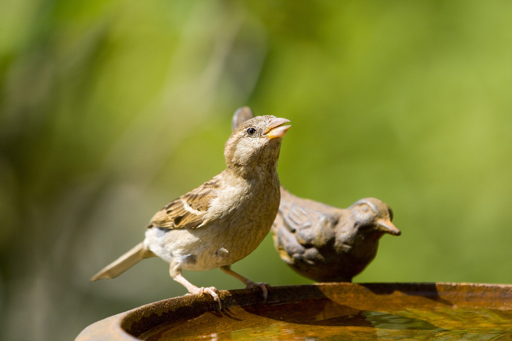 Deux moineaux dans un bain d'oiseaux