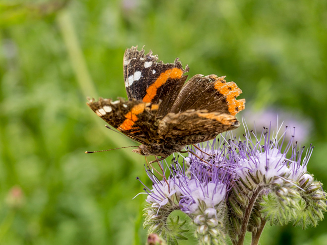 Papillon dans un pré fleuri