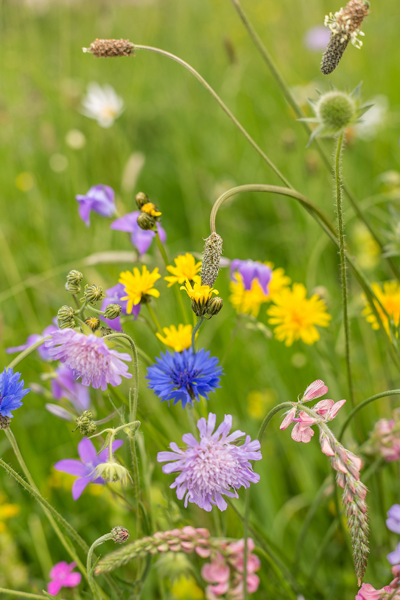 Plantes à fleurs sur prairie sauvage