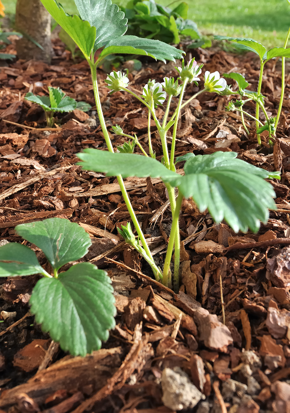 mulch