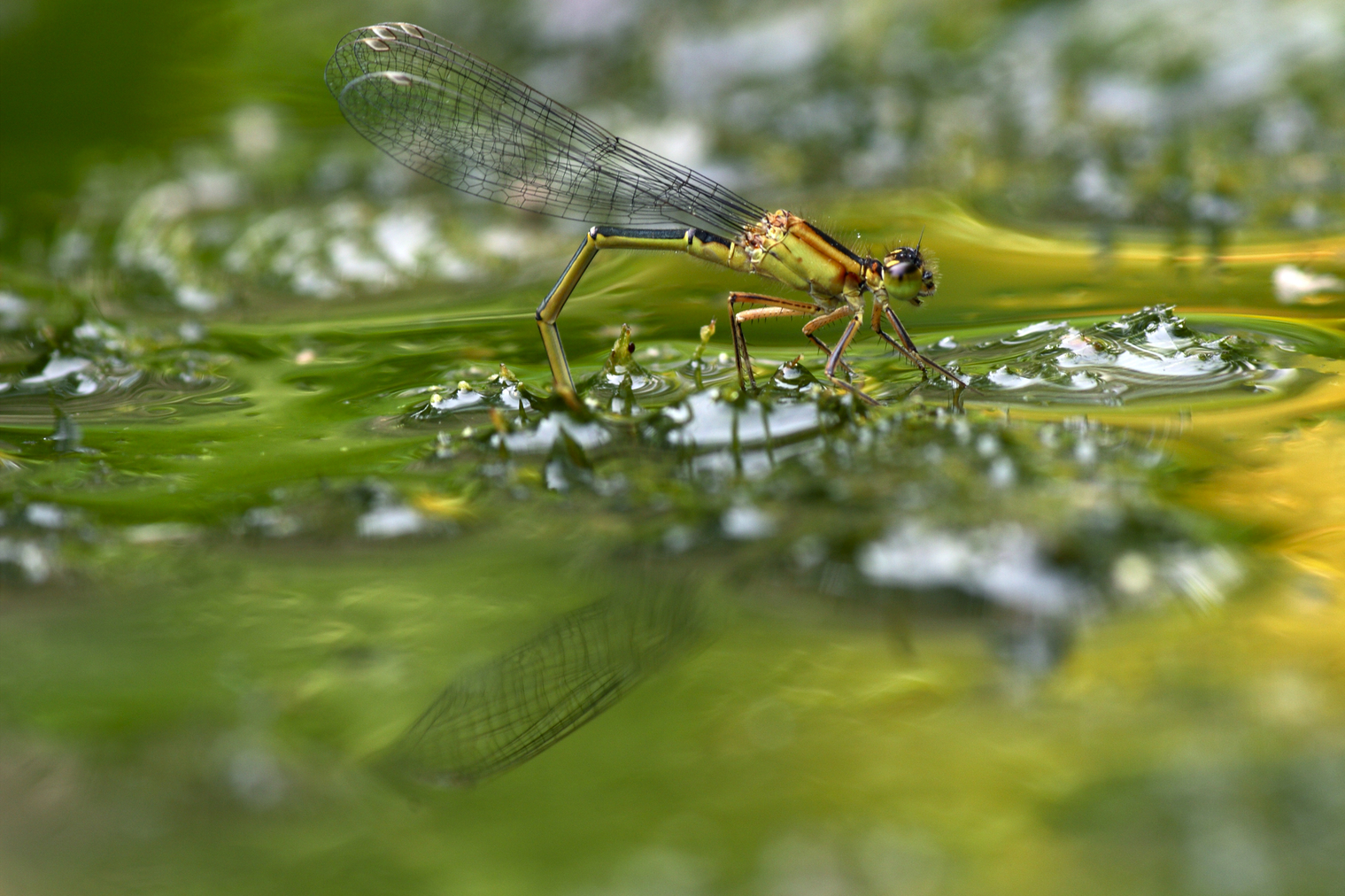 Accouplement de libellules