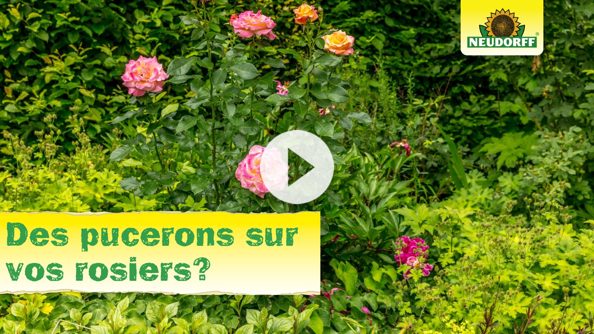 comment lutter contre les pucerons